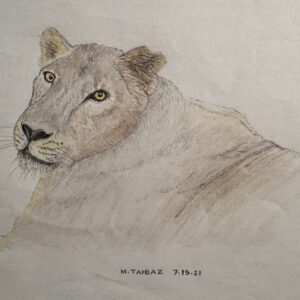 Persian Lioness