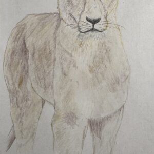Persian Lioness