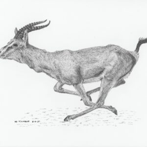 Goitered Gazelle