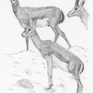 Goitered Gazelle