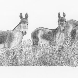 Asiatic Wild Ass, Persian Onager