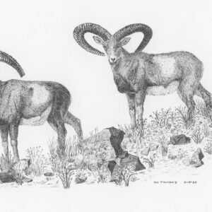 Armenian Mouflon