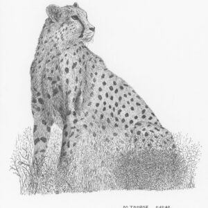 Asiatic Cheetah