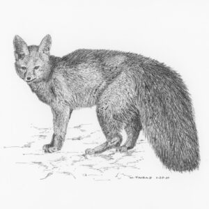 Blanford's Fox
