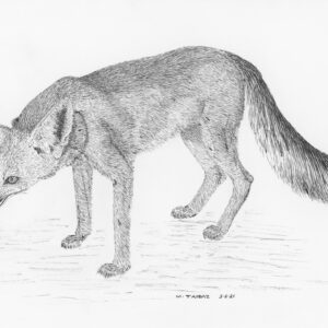 Ruppell's Fox