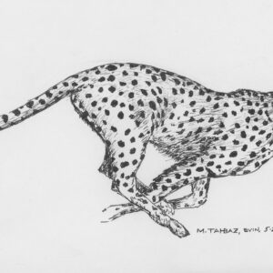 Asiatic Cheetah