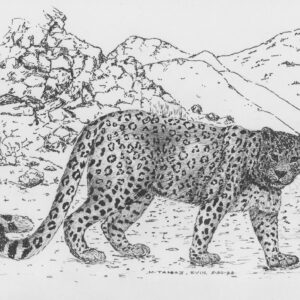 Persian Leopard