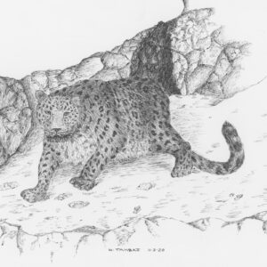 Persian Leopard