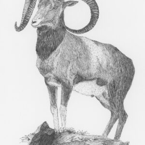 Isfahan Wild Sheep
