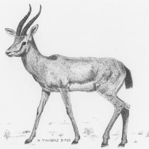 Chinkara Gazelle