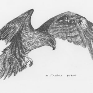 Black Kite