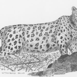 Persian Leopard