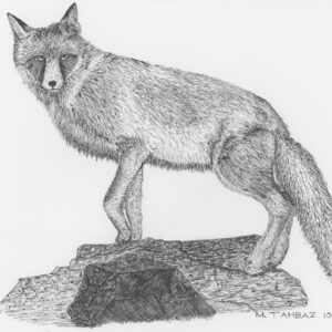 Red Fox