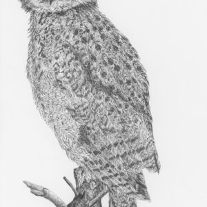 Eurasian Eagle-Owl