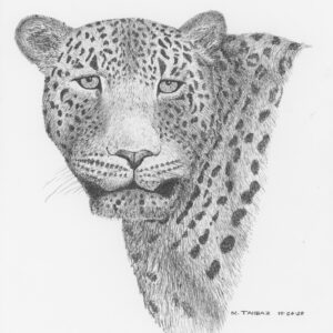 Persian Leopard