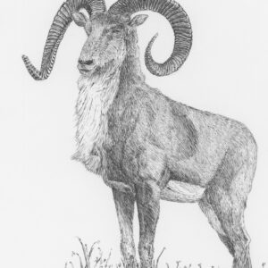 Transcaspian Urial Wild Sheep