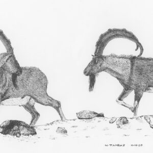 Bezoar Ibex