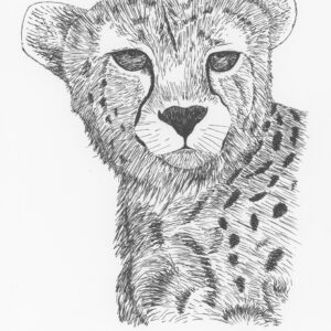 Asiatic Cheetah