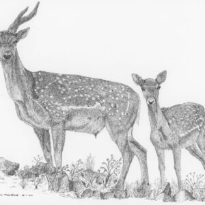 Persian Fallow Deer and Fawn