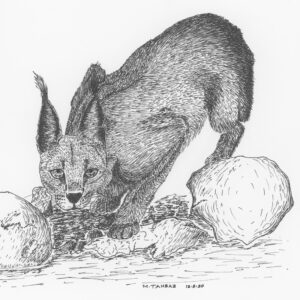 Caracal