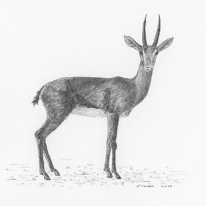 Arabian Gazelle