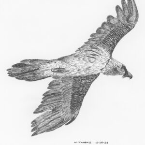 Bearded Vulture