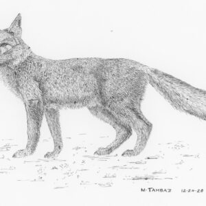 Red Fox