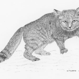 Sand Cat