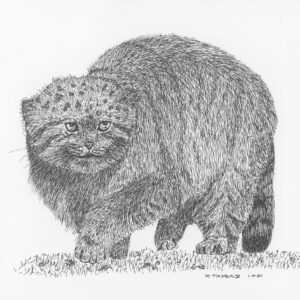 Pallas's Cat