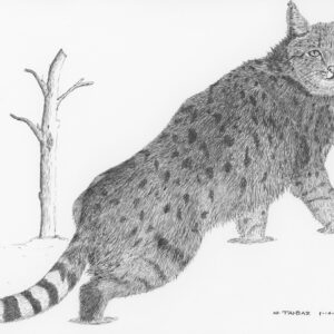 Asiatic Wildcat