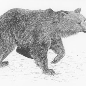 Syrian Brown Bear