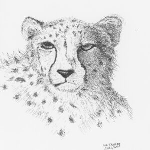 Asiatic Cheetah