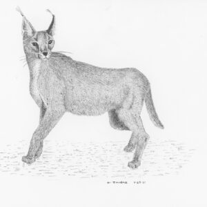 Caracal
