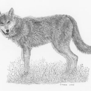 Asiatic Wolf