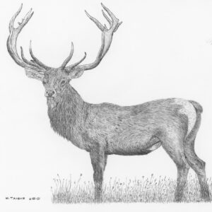 Caspian Red Stag
