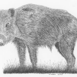 Eurasian Wild Boar