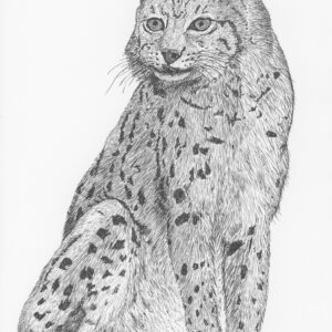 Eurasian Lynx