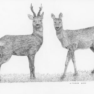 European Roe Deer