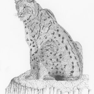 Eurasian Lynx