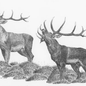 Caspian Red Deer