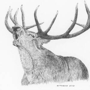 Caspian Red Stag