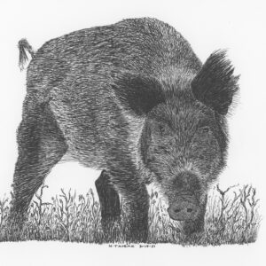 Eurasian Wild Boar
