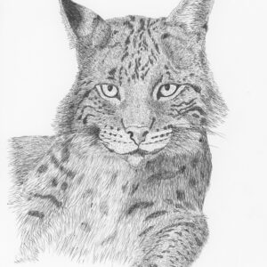 Eurasian Lynx
