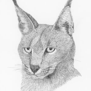 Caracal