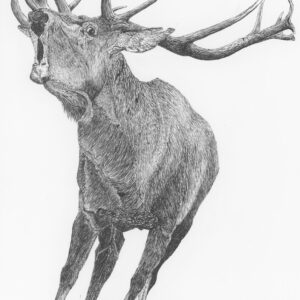 Caspian Red Stag