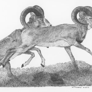 Shiraz Wild Sheep