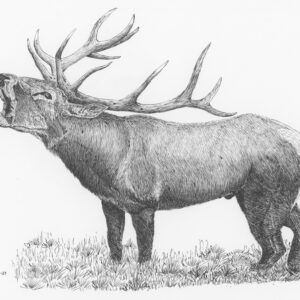 Caspian Red Stag