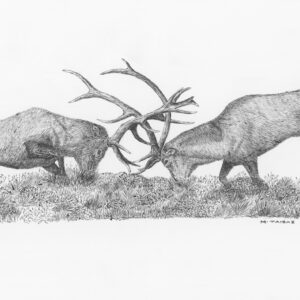 Caspian Red Stags