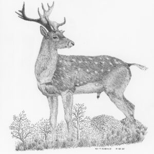 Persian Fallow Deer