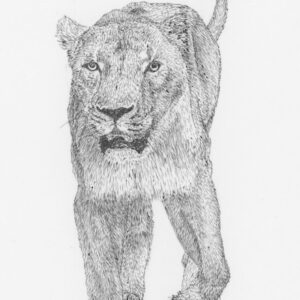 Persian Lioness